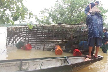Hi hữu lồng cá trôi xa 10km trong lũ được tìm thấy