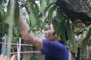 Ngắm vườn lan rừng tiền tỷ của cử nhân bỏ phố về quê làm nông dân