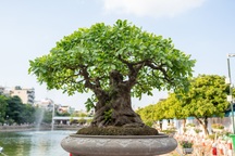 Chiêm ngưỡng cây lộc vừng 5 thân ngũ phúc khiến đại gia "phát sốt"