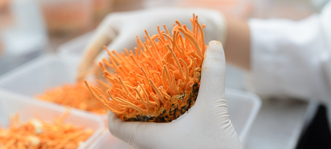 Kanzogen Gold - Tinh hoa bổ gan từ ứng dụng Đông trùng hạ thảo - 1 Kanzogen Gold - Tinh hoa bổ gan từ ứng dụng Đông trùng hạ thảo - 1