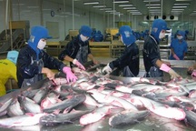 Cá tra Việt Nam vào Mỹ có bị cản trở?