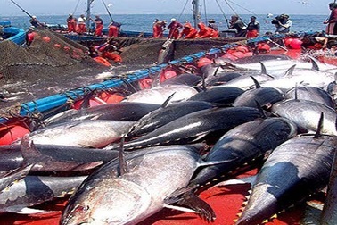 Bắt được hàng trăm tấn cá ngừ vây xanh khổng lồ