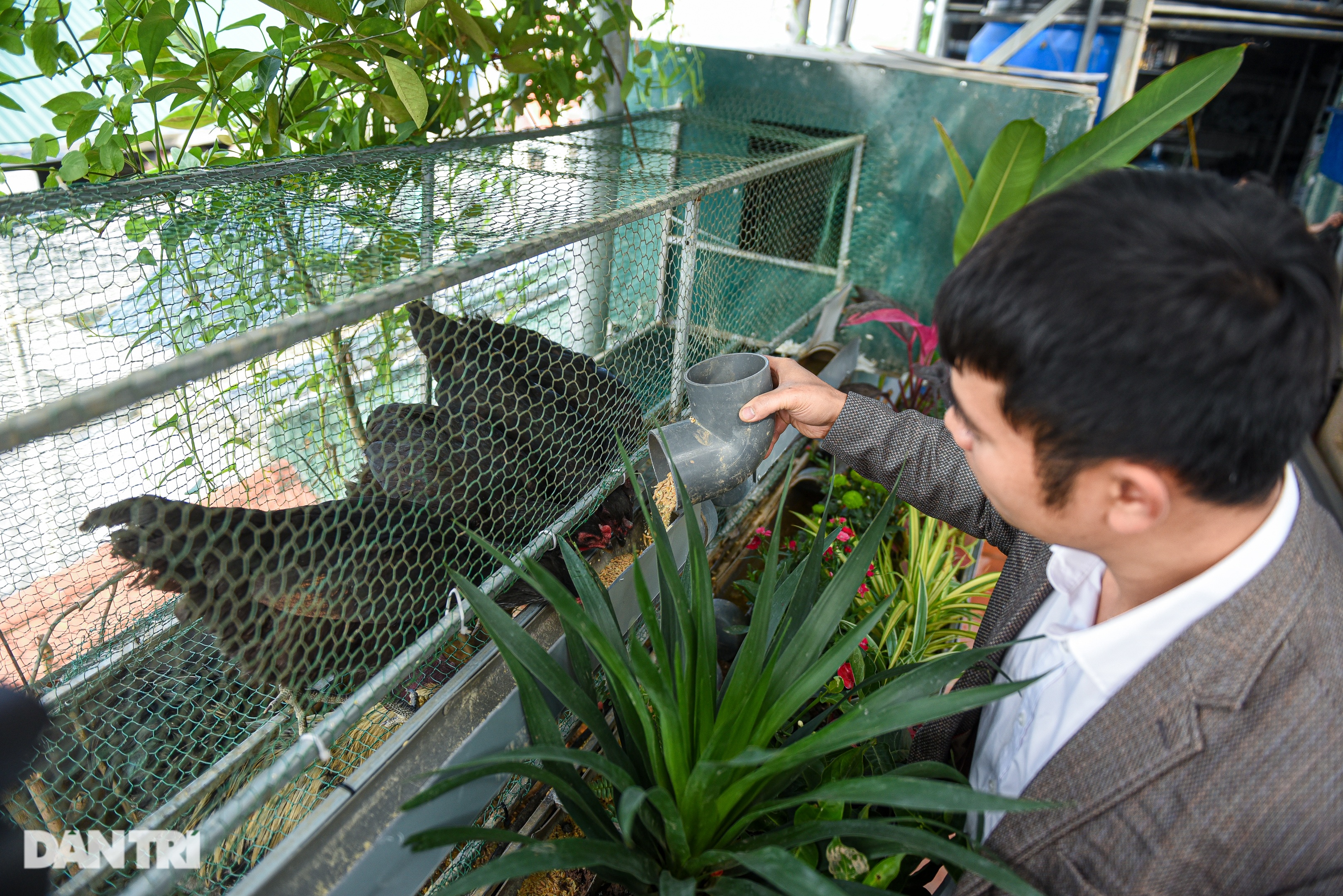 Vườn lười của gia đình ở Hà Nội: Gà đầy chuồng, cá, lươn bơi tung tăng - 2 Vườn lười của gia đình ở Hà Nội: Gà đầy chuồng, cá, lươn bơi tung tăng - 2