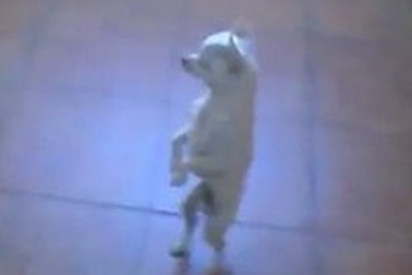 “Chú chó nhảy nhót” trở thành “ngôi sao” trên mạng