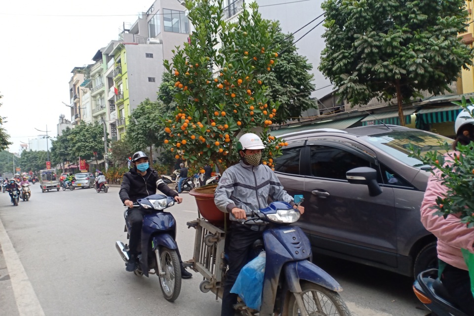Hà Nội: Người chở đào, quất thuê mong kiếm thêm thu nhập dịp cận Tết - 1 Hà Nội: Người chở đào, quất thuê mong kiếm thêm thu nhập dịp cận Tết - 1