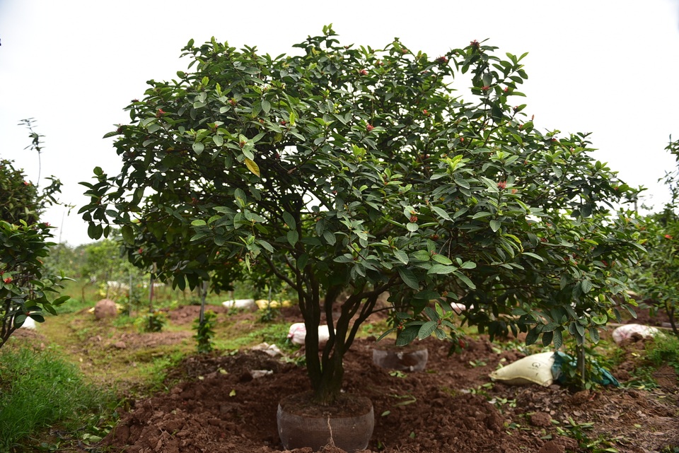 Chiêm ngưỡng vườn mẫu đơn tiền tỷ của lão nông Hưng Yên - 7 Chiêm ngưỡng vườn mẫu đơn tiền tỷ của lão nông Hưng Yên - 7