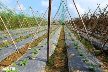 Vụ Tết "đắng" của người dân vùng canh tác rau củ lớn nhất xứ Quảng