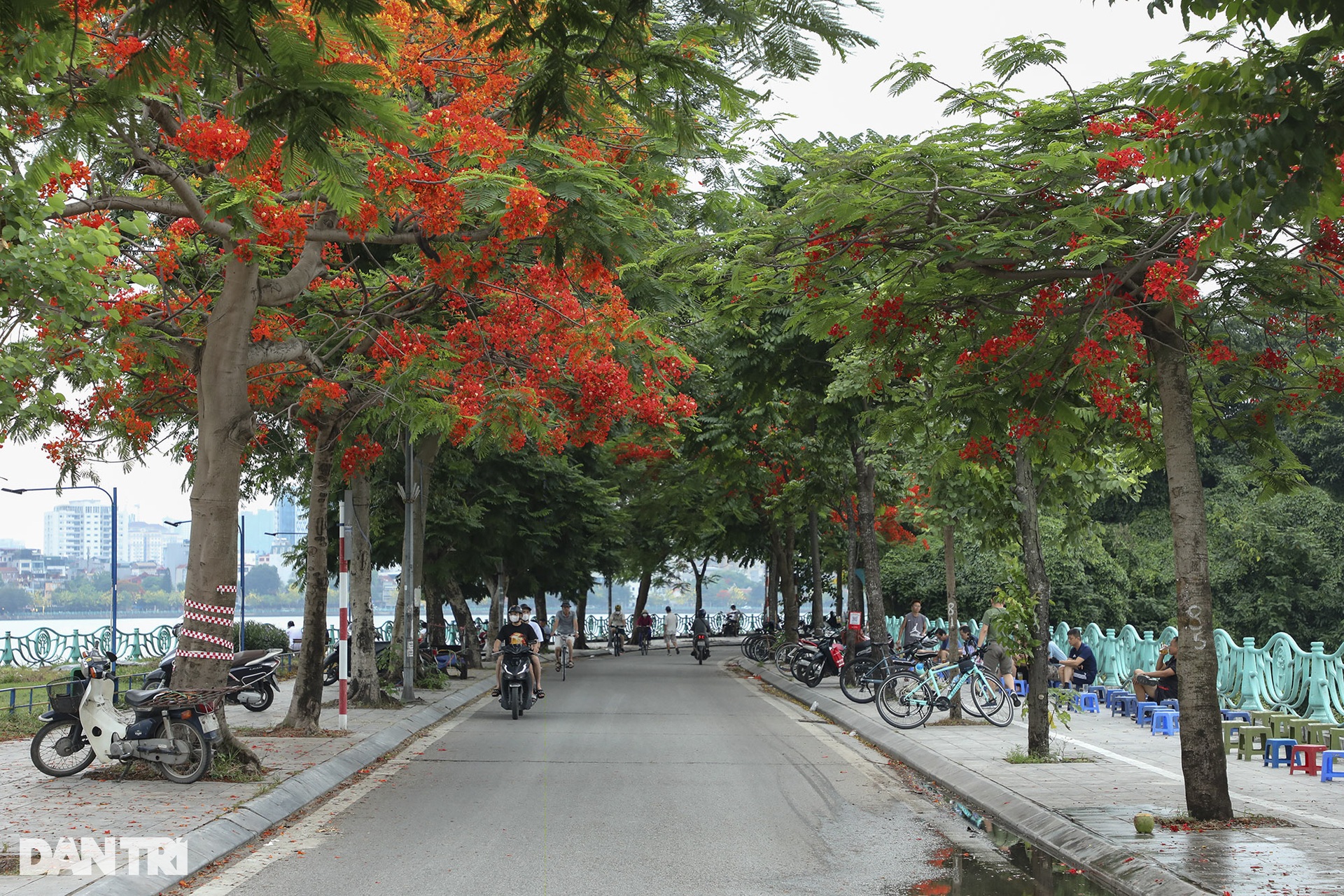 Hồ Tây rực rỡ trong mùa hoa đa sắc màu - 16