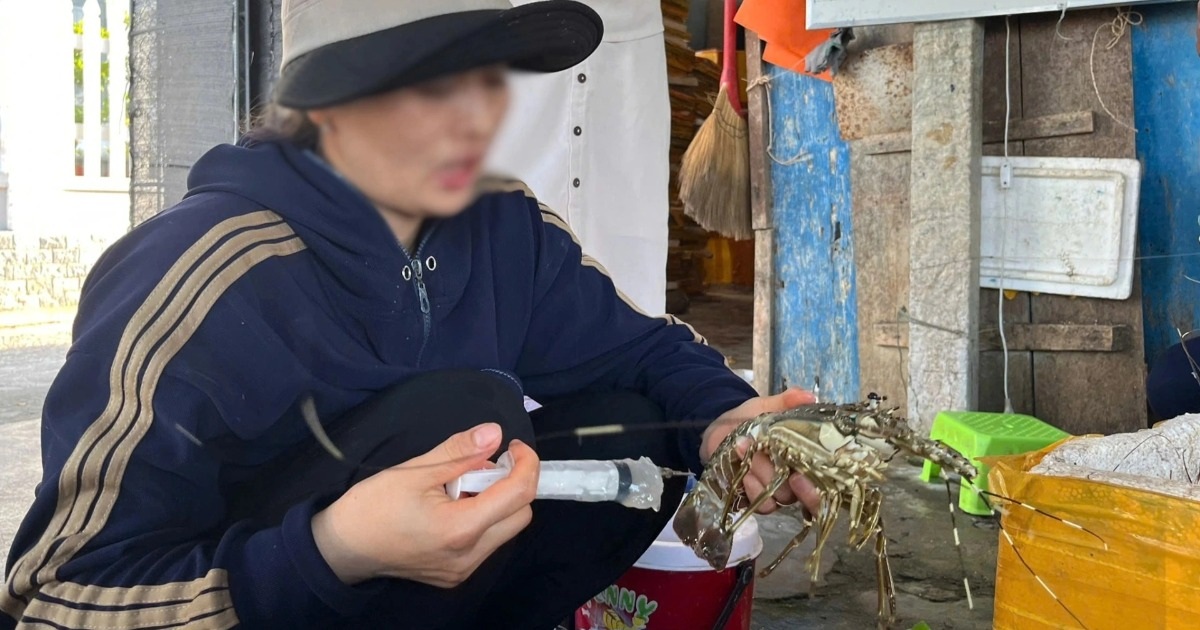 Bơm thạch rau câu, biến tôm hùm chết thành tôm tươi