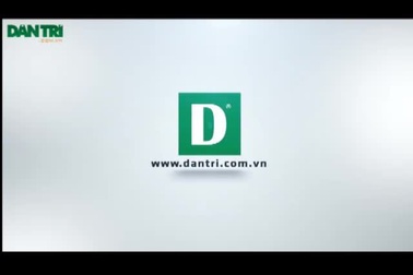 Trại bò ngang nhiên xả thải ra môi trường.