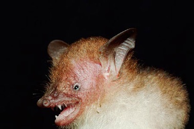 Phát hiện loài dơi “quỷ” ở Việt Nam 