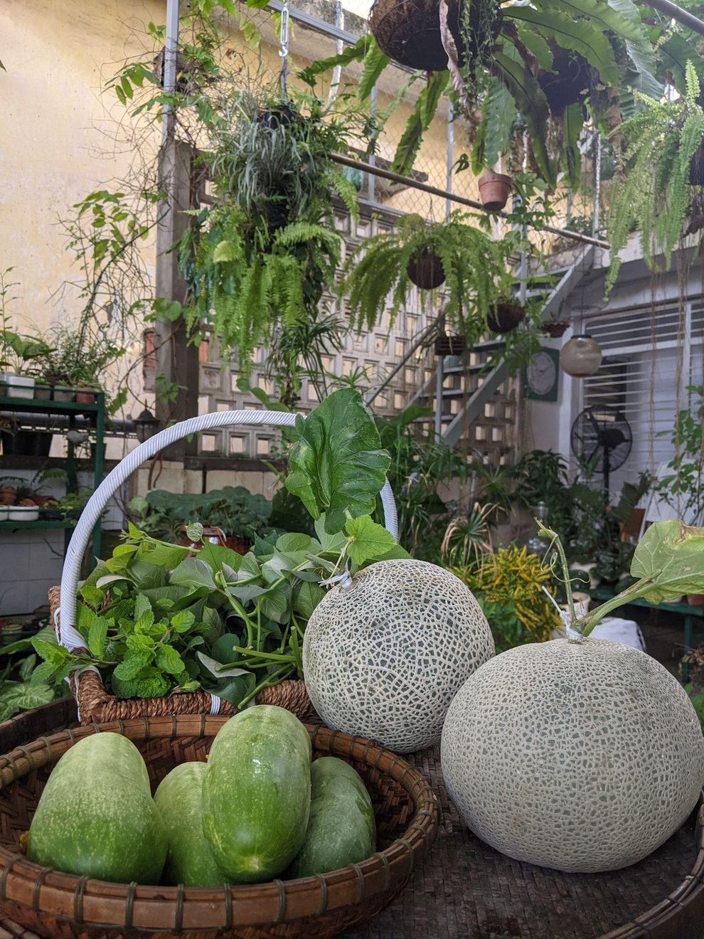 Kiến trúc sư lột xác sân thượng cũ bằng khu vườn sum suê giữa TPHCM - 3