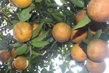 Mê mẩn nhìn những vườn cam chín mọng chuẩn bị “bung lụa” cho Tết Nguyên Đán