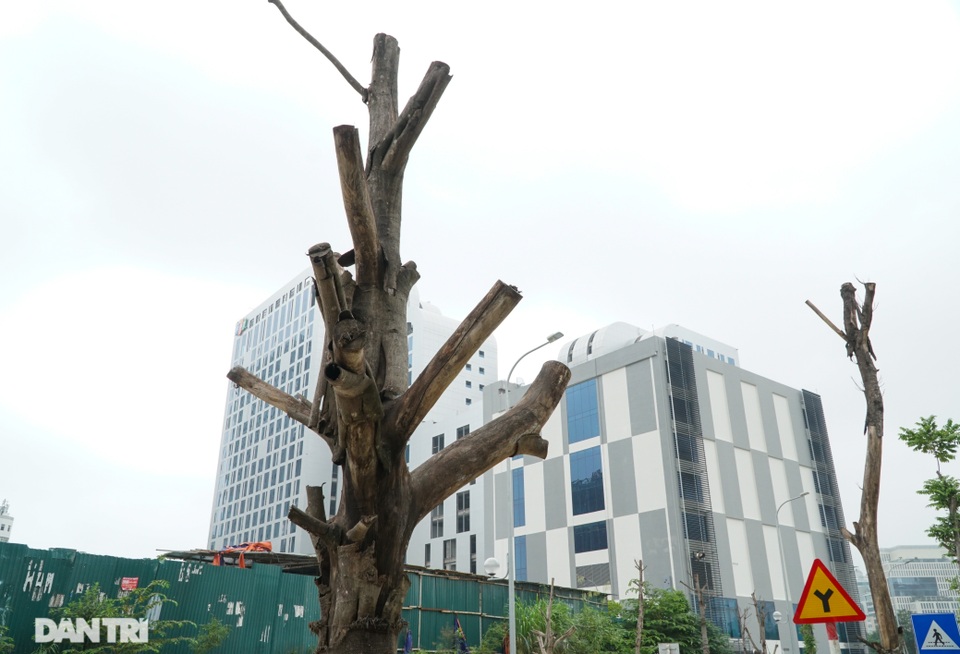 Hàng loạt cây xanh mới trồng chết khô trên khu đất vàng Hà Nội - 3 Hàng loạt cây xanh mới trồng chết khô trên khu đất vàng Hà Nội - 3