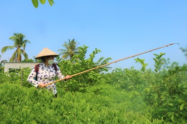 Nữ nông dân U60 tăng thu nhập nhờ... phân cá bón cây
