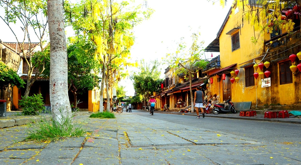 Rực rỡ sắc hoa muồng hoàng yến ở phố cổ Hội An - 6 Rực rỡ sắc hoa muồng hoàng yến ở phố cổ Hội An - 6