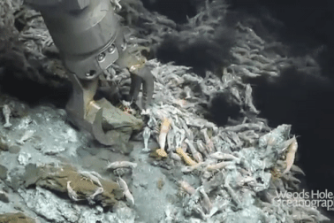 Loài tôm "bất tử" luộc không chết, có thể tồn tại ở môi trường 450 độ C