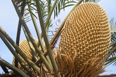 Thích thú ngắm cây thiên tuế 40 năm tuổi trổ hoa