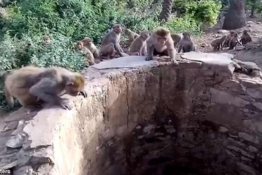 Bầy khỉ thông minh cứu báo khỏi chết đuối