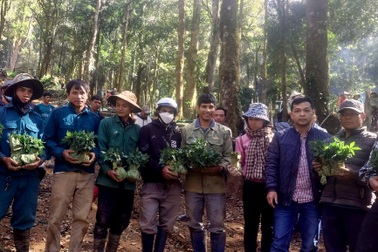 Thủ tướng tặng 12.000 cây giống sâm Ngọc Linh cho người dân Kon Tum