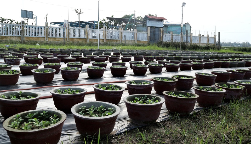 Giảm diện tích trồng hoa Tết do lo ngại ảnh hưởng của dịch Covid-19 - 3 Giảm diện tích trồng hoa Tết do lo ngại ảnh hưởng của dịch Covid-19 - 3