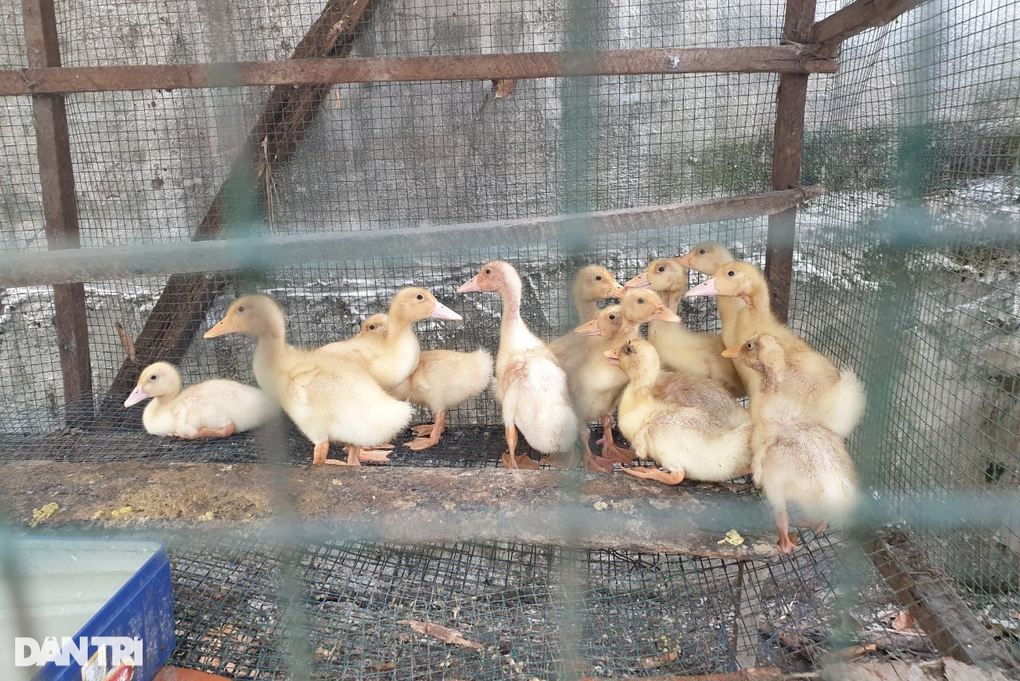 TPHCM giám sát chặt người nhập cảnh từ vùng có dịch H5N1 - 1 TPHCM giám sát chặt người nhập cảnh từ vùng có dịch H5N1 - 1
