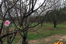 Dịp tết Đinh Dậu 2017: Đào thế độc, lạ sẽ tạo nên cơn ‘sốt’