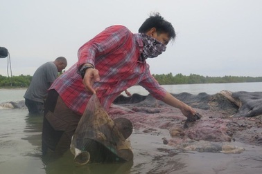 Một xác cá voi với 115 cốc nhựa trong bụng ở Indonesia