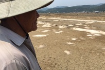 40 kg muối Sa Huỳnh bằng dĩa cơm bụi, diêm dân bỏ hoang đồng muối