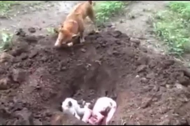Clip chú chó biết chôn xác bạn gây xôn xao