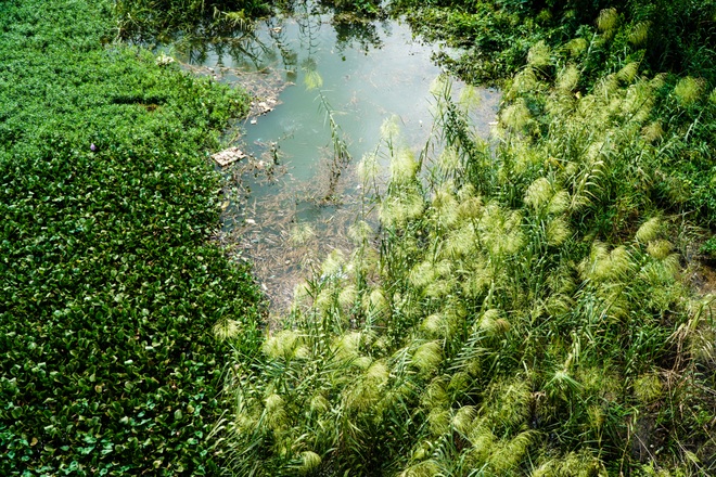 Cảnh hồ thủy điện xả lũ lớn, nước cuộn sóng nhấn chìm bãi giữa sông Hồng - 3 Cảnh hồ thủy điện xả lũ lớn, nước cuộn sóng nhấn chìm bãi giữa sông Hồng - 3