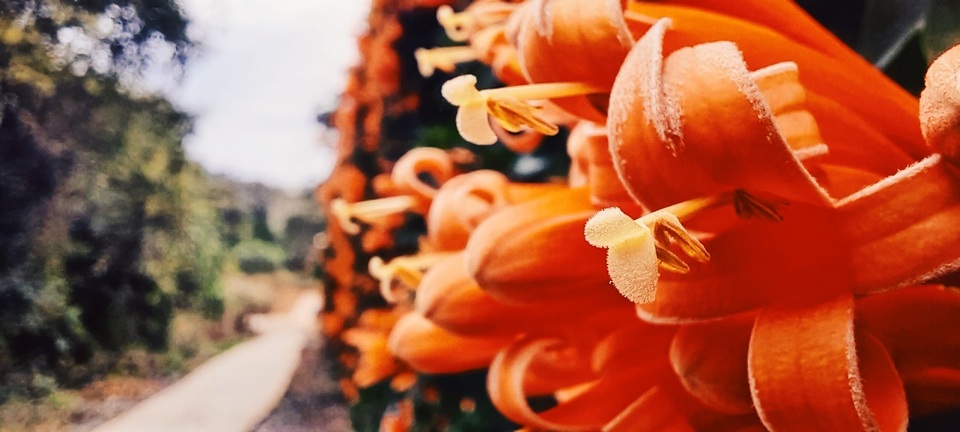 Thiên nhiên đẹp độc lạ qua góc nhìn của camera macro - 2 Thiên nhiên đẹp độc lạ qua góc nhìn của camera macro - 2