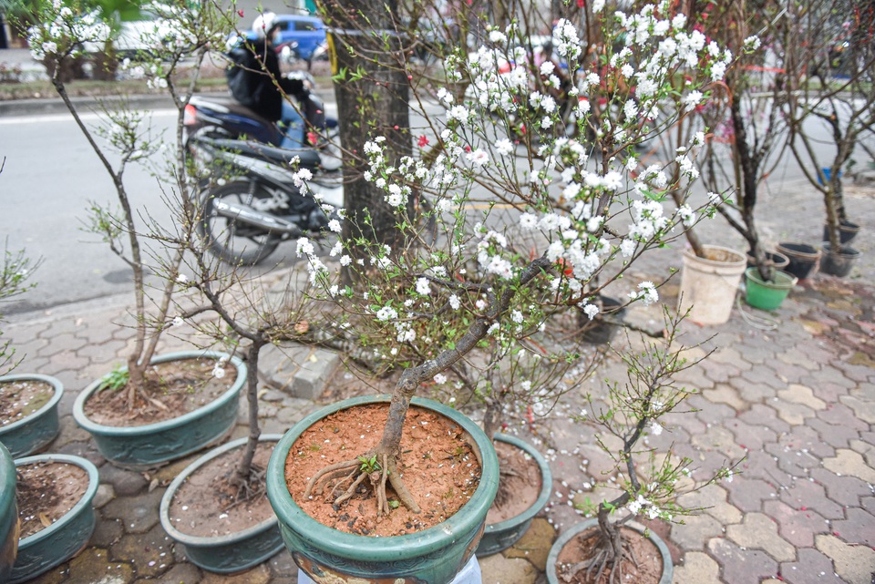 Ngắm những cây nhất chi mai, giá bạc triệu ngày cận Tết - 5 Ngắm những cây nhất chi mai, giá bạc triệu ngày cận Tết - 5