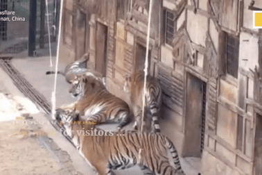 Vườn thú cho du khách dùng thịt sống để "câu hổ" khiến dư luận nổi giận