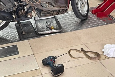 Xôn xao hình ảnh rắn chui vào xe máy, phun nọc độc vào thợ sửa xe ở TPHCM