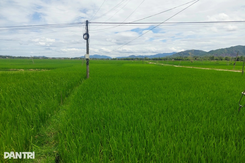 Hai người tử vong trên ruộng lúa - 1 Hai người tử vong trên ruộng lúa - 1