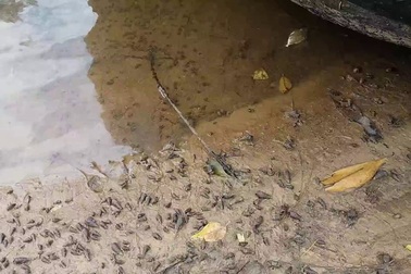 Cá chết, nổi lờ đờ tại dải nước màu vàng bất thường ở cảng Chân Mây