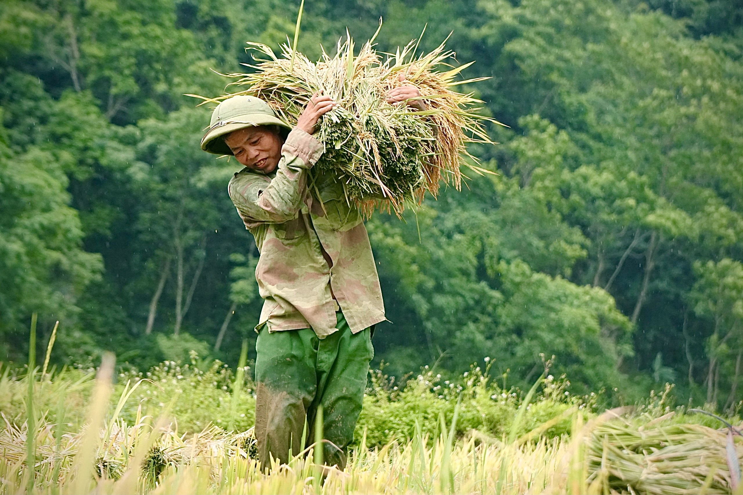 Rực rỡ mùa vàng trên đỉnh Pù Luông - 8 Rực rỡ mùa vàng trên đỉnh Pù Luông - 8