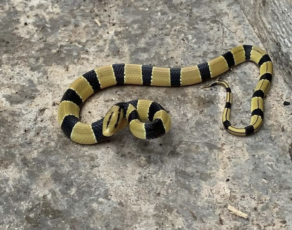 Loài rắn vô hại nhưng thường chết oan vì bị nhầm là cực độc tại Việt Nam - 1 Loài rắn vô hại nhưng thường chết oan vì bị nhầm là cực độc tại Việt Nam - 1