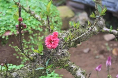 Đỗ quyên 400 tuổi gần 1 tỷ đồng, đào Thất Thốn nhiều tuổi hơn chủ