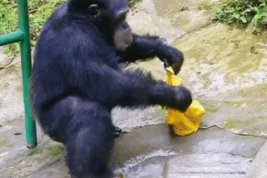 Hình ảnh đáng yêu về chú tinh tinh ngồi xát xà phòng, giặt quần áo