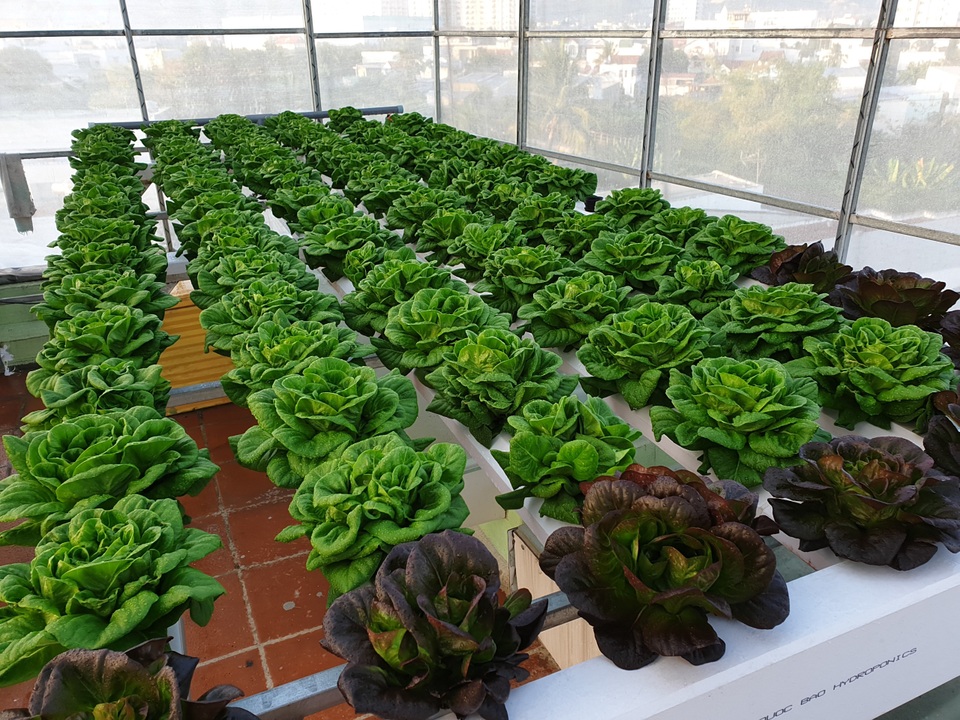 Choáng ngợp vườn rau sân thượng, toàn cây “khổng lồ” của ông bố đảm Nha Trang - 4 Choáng ngợp vườn rau sân thượng, toàn cây “khổng lồ” của ông bố đảm Nha Trang - 4