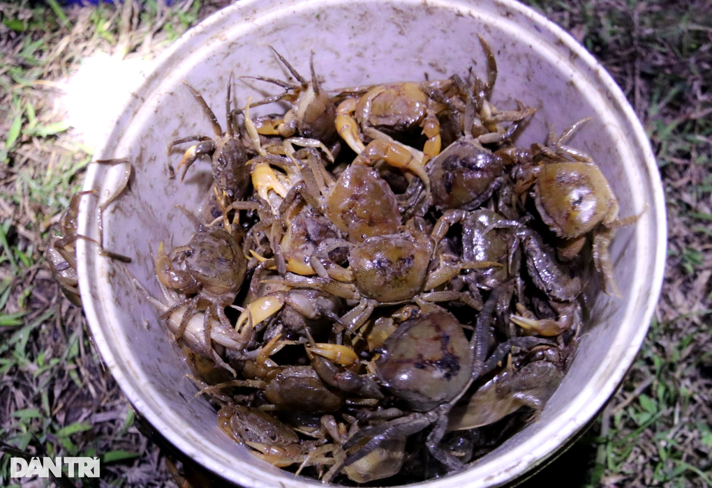 Nghề chỉ tranh thủ vào ban đêm, thu nhập cao hơn làm lúa - 6 Nghề chỉ tranh thủ vào ban đêm, thu nhập cao hơn làm lúa - 6