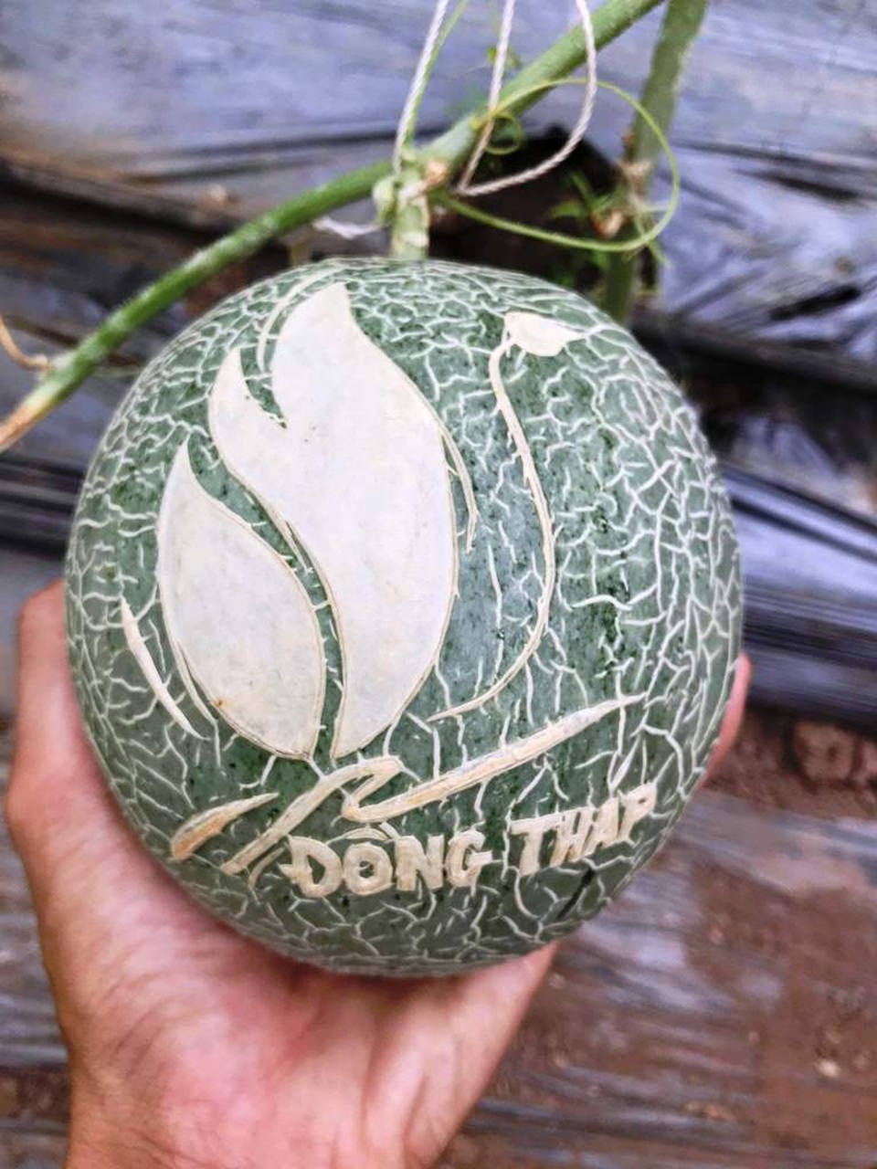 Dưa lưới khắc chữ thư pháp còn nằm ngoài vườn đã “cháy hàng” - 2 Dưa lưới khắc chữ thư pháp còn nằm ngoài vườn đã “cháy hàng” - 2