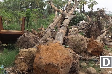 Hàng sấu chết khô trên đường Phạm Hùng-Khuất Duy Tiến đã được nhổ bỏ