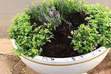 Đình chỉ công tác nữ công nhân nhổ trộm hoa bên đường