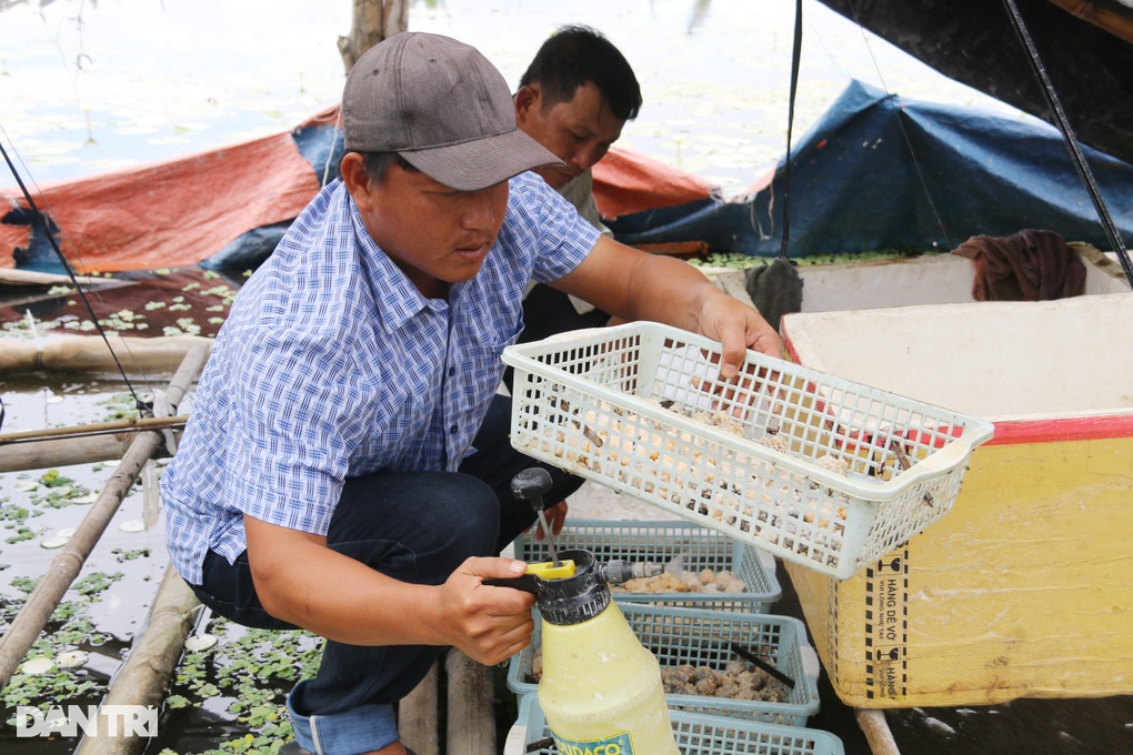 Turning a swamp into a snail farm, farmers count animals to collect money - 3