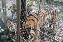 Xin ý kiến 2 Bộ giải quyết trại nuôi hàng chục con hổ ở Thanh Hóa