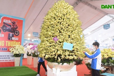 Chậu lan hồ điệp "khổng lồ" chào bán gần một tỷ đồng ở Hà Nội