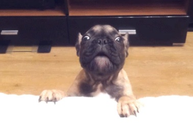 Dễ thương clip chó con đòi lên ghế sofa cùng chủ